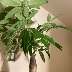 パキラ　観葉植物の画像