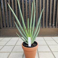 希少多肉植物　クマラ・プリカティリス　３号ポットごと　アロエ　ツリーアロエの画像