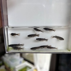 メダカ　3品種セットの画像