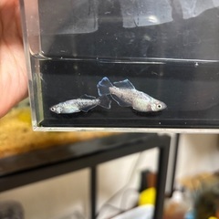 メダカ　3品種セットの画像