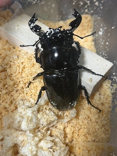 タランドゥスオオツヤクワガタ　ペア