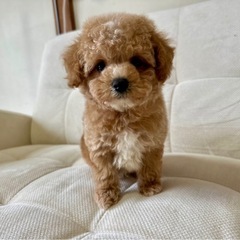 【飼い主様決まりました】ビションプーの男の子🧸
