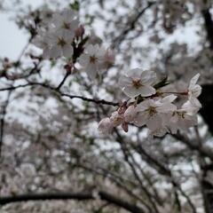 花見の場所取り代行します　4/5福岡市舞鶴公園
