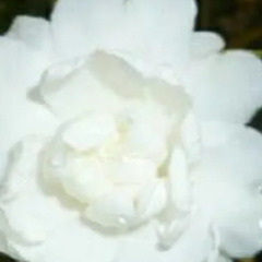 山茶花は価格交渉できます。の画像