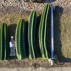 66cm.56cm.48cm.3本！他にもカット苗多数有ります、...