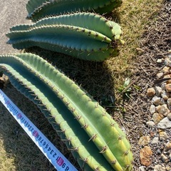 66cm.56cm.48cm.3本！他にもカット苗多数有ります、柱サボテン、鬼面角、の画像