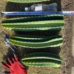 44cm.37cm.29cm.3本！鬼面角、柱サボテン、