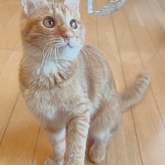 🌸🐈茶キジの女の子🐈🌸 - 大分市