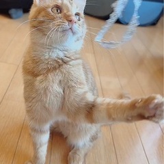 🌸🐈茶キジの女の子🐈🌸 - 猫