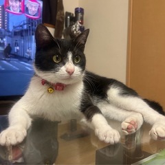 鍵尻尾の猫