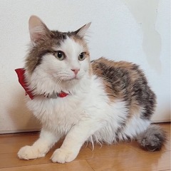 🌸🐈長毛三毛猫さん🐈🌸 − 大分県
