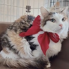 🌸🐈長毛三毛猫さん🐈🌸