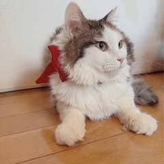 🌸🐈長毛三毛猫さん🐈🌸 - 大分市
