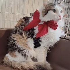 🌸🐈長毛三毛猫さん🐈🌸 - 猫