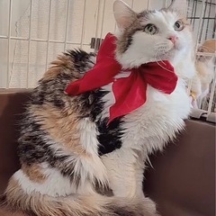 🌸🐈長毛三毛猫さん🐈🌸 - 里親募集