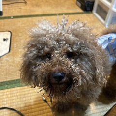プードル