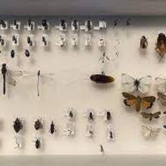 昆虫＊＊展足＊＊お手伝い依頼＊＊ - 町田市