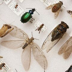 昆虫＊＊展足＊＊お手伝い依頼＊＊ - 手伝って/助けて