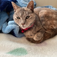 わんちゃん、猫ちゃんのお悩み聞きます🙂