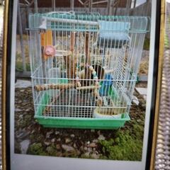 モルモット飼育セット