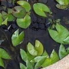熱帯睡蓮　夜咲き白　この中から3球の画像