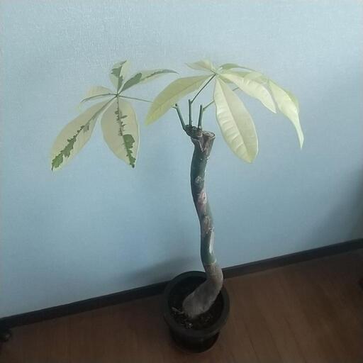 希少！パキラ　ムーンライト　観葉植物