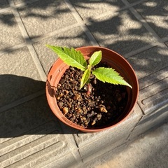 河津桜🌱苗