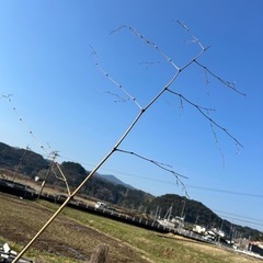 竹の枝一本　