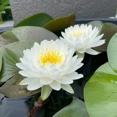 睡蓮　ヤヤ