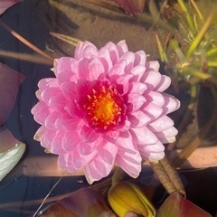 睡蓮　マハゾンブット