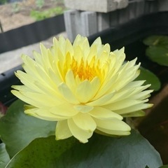 睡蓮　プラッタラクサー