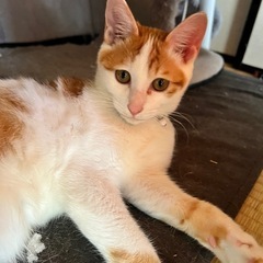 里親さん募集