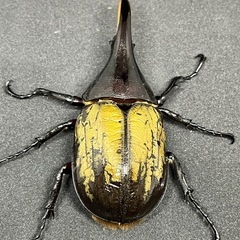 DHヘラクレス　初令〜幼虫　１匹〜の画像
