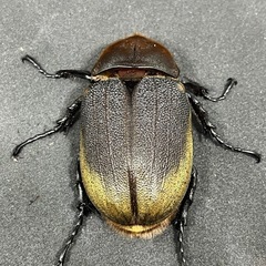 DHヘラクレス　初令〜幼虫　１匹〜の画像