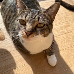 とっても甘えん坊で可愛いキジシロちゃん２歳