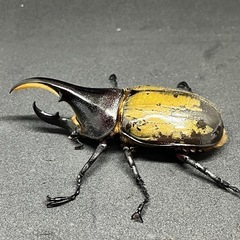 DHヘラクレス　初令〜幼虫　１匹〜の画像