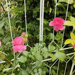 薔薇の挿し木苗　オール300円…最終価格！の画像