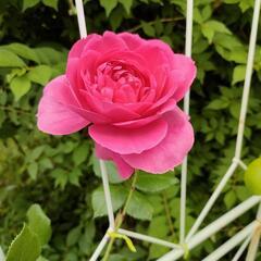 薔薇の挿し木苗　現在の写真に変更！…オール400円…最終価格！