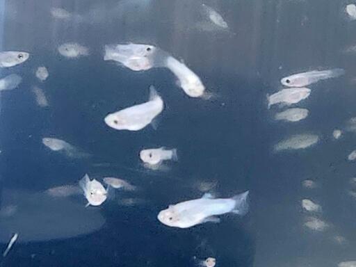 決まりました　23日　8時　　　　　　　　　　No.18【50匹ｾｯﾄ】国産のグッピー　１ヶ月ぐらいに産まれた稚魚を、お渡しします