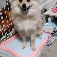 11ヶ月のポメラニアン