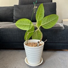 ★週末お値下げ★　②観葉植物 　フィカス アルテシマ　曲がり プラコッタ鉢7号受け皿付き　の画像