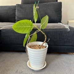 ★週末お値下げ★　②観葉植物 　フィカス アルテシマ　曲がり プラコッタ鉢7号受け皿付き　の画像