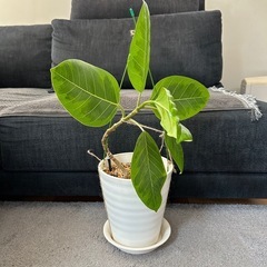 ★週末お値下げ★　②観葉植物 　フィカス アルテシマ　曲がり プラコッタ鉢7号受け皿付き　の画像