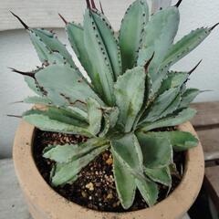 アガベポタトラムキュービック　観葉植物サボテンの画像