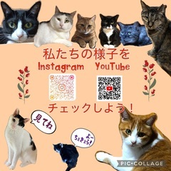 保護猫の譲渡会 - その他