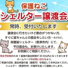 保護猫の譲渡会 - 君津市
