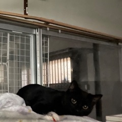 黒ちゃん7〜8ヶ月♀