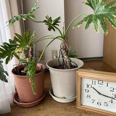 2/21 12時　無料✨鉢2つセローム✨時計