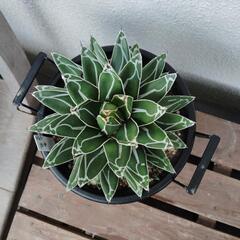 アガペ笹の雪観葉植物の画像