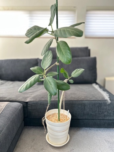 ★取引完了★①観葉植物 フィカス ベンガレンシス　曲がり　プラコッタ鉢8号受け皿付き　